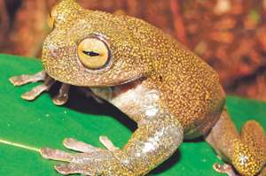 El ejemplar se descubri&oacute; en la Cordillera del C&oacute;ndor tras una investigaci&oacute;n junto con la PUCE y la Polit&eacute;cnica. Foto: Tomada de la p&aacute;gina web Zoolog&iacute;a PUCE