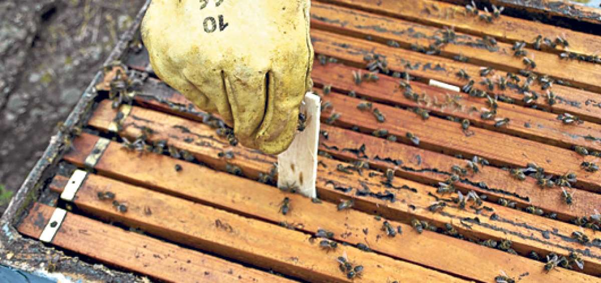 La miel de abeja es un producto que se vende diariamente en la carretera a 5 minutos de Jipijapa, en la localidad de Quim&iacute;s. Foto: Internet