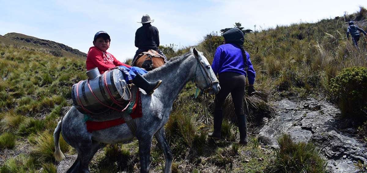 Las as&eacute;milas son el mejor medio de transporte entre los pobladores de Pedernales. Los animales facilitan los desplazamientos por los senderos del lugar.