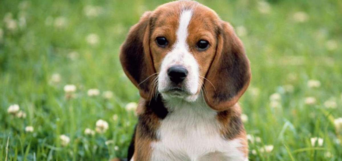 Edil cuencana pide el tr&aacute;mite de ordenanza para mascotas