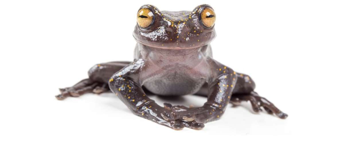 Descubren especie de rana con "garra" en la Cordillera del C&oacute;ndor
