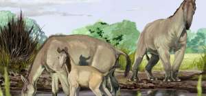 El Macrauchenia patachonica se extingui&oacute; hace 12.000 a&ntilde;os y ten&iacute;a un cuerpo semejante al de un camello y la trompa similar a la de un tapir.
