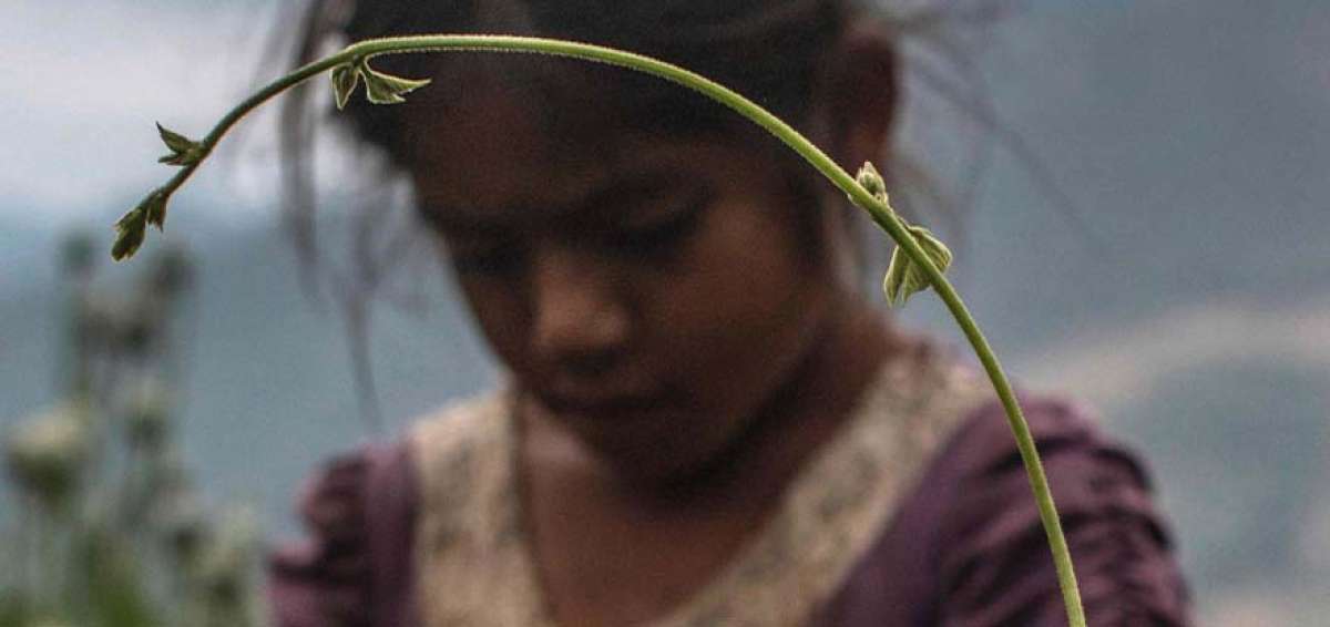 La amapola florece en Guerrero con el trabajo infantil