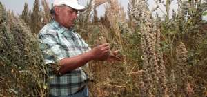 Los cultivos de quinoa tienen un potencial de crecimiento del 200%, seg&uacute;n el MAG. 