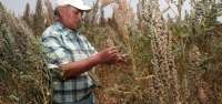 Los cultivos de quinoa tienen un potencial de crecimiento del 200%, según el MAG.