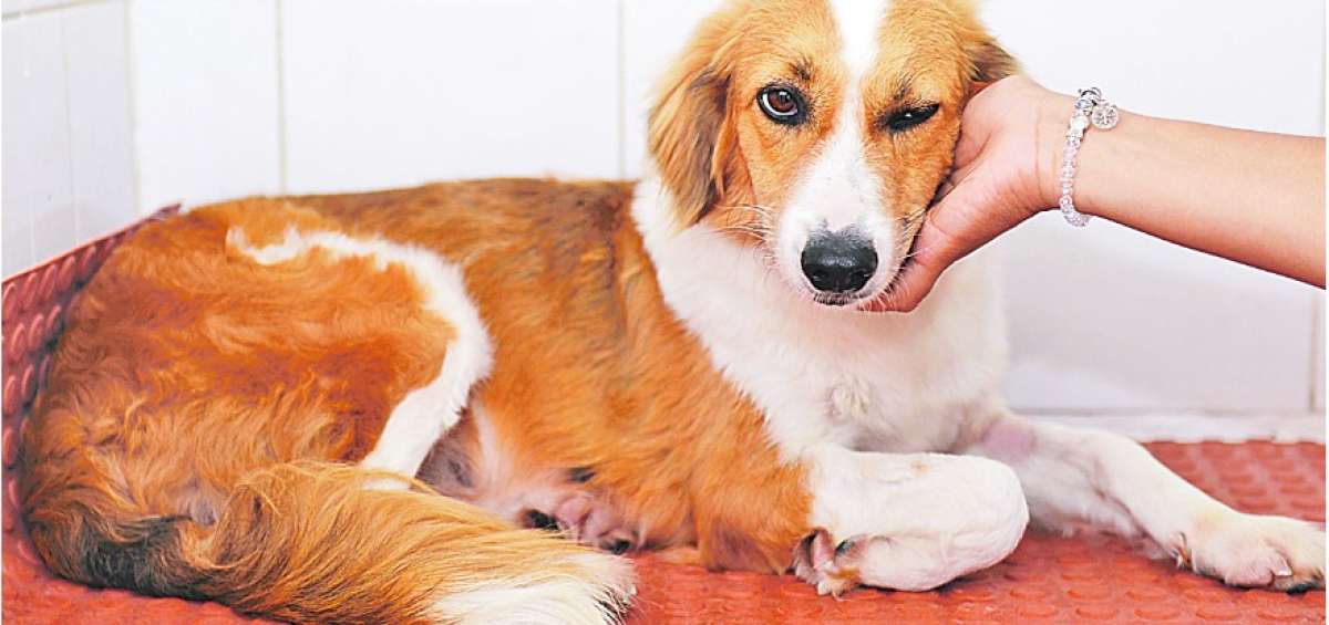 Luego se ser rescatados y ya en buenas condiciones, las mascotas est&aacute;n listas para regresar a sus hogares o ser adoptadas.