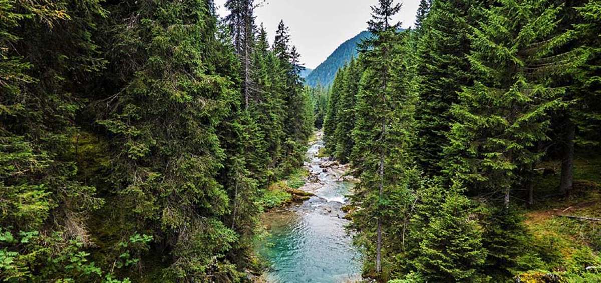 El cambio clim&aacute;tico amenaza el &ldquo;bosque de los violines&rdquo;