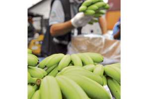 Innovaci&oacute;n, uno de los temas que tratar&aacute; cumbre bananera 
