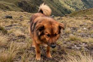 El ángel de cuatro patas del Puñay: el perro que acompañó a Lucas en la montaña