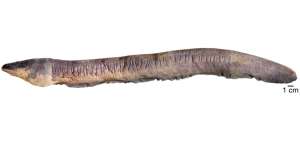La anguila Electrophorus voltai es el animal capaz de generar la descarga el&eacute;ctrica de origen biol&oacute;gico m&aacute;s fuerte.
