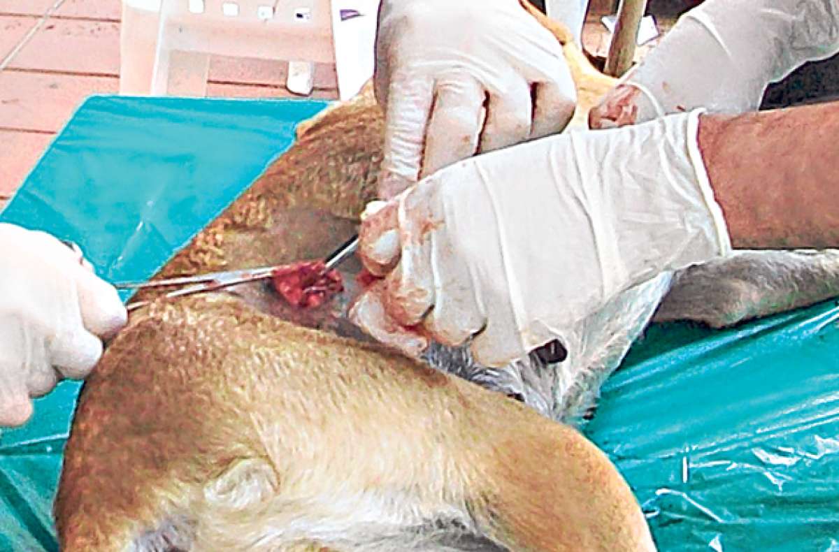 Campa&ntilde;a de esterilizaci&oacute;n de perros tuvo gran acogida 