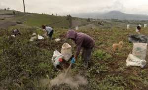 Agricultores han decidido adelantar la cosecha de papa para evitar que la planta se seque por completo. 