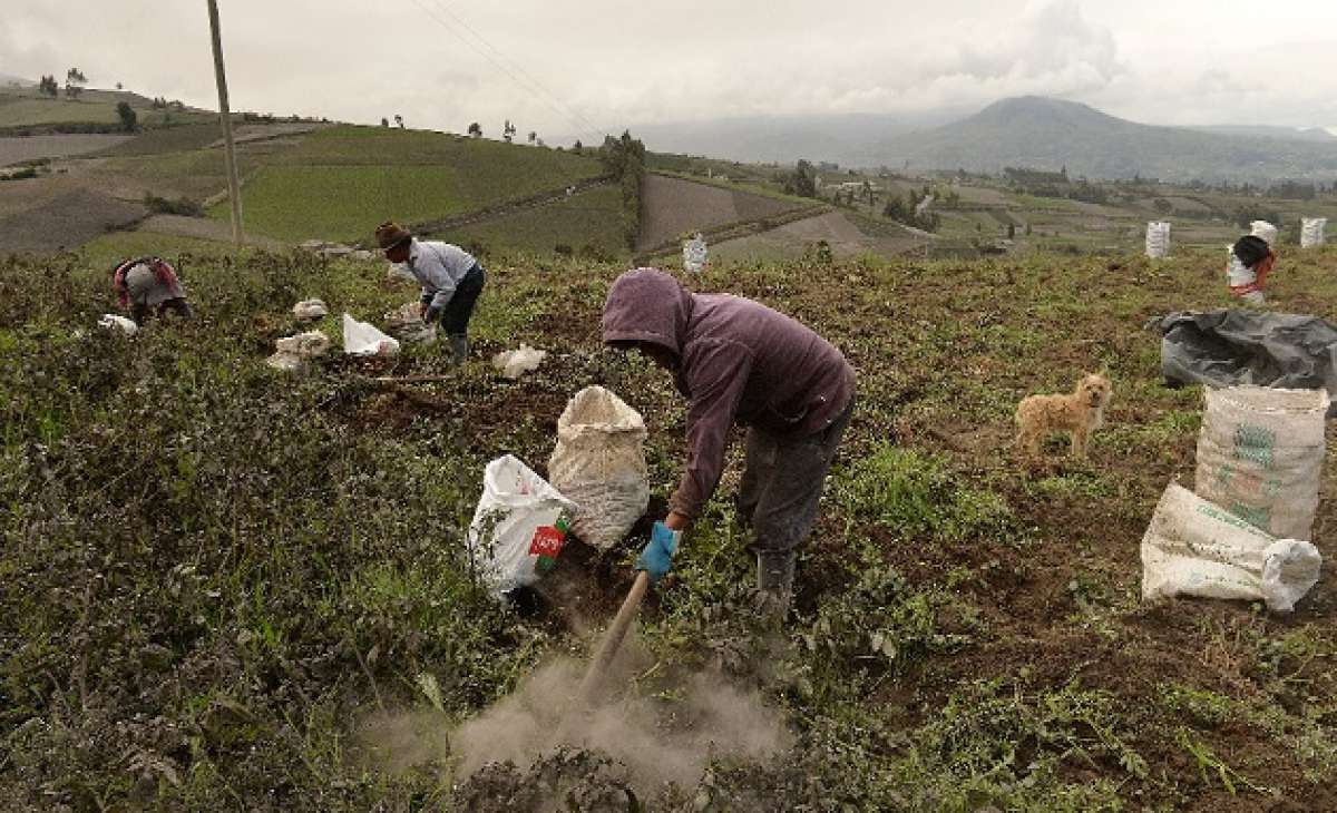Agricultores han decidido adelantar la cosecha de papa para evitar que la planta se seque por completo. 