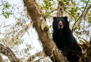 Un oso de anteojos, en la reserva Mashpi Tayra, ubicada en el noroccidente de Pichincha.