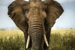 La despedida de un elefante provocó nostalgia en redes.
