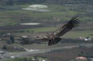 El c&oacute;ndor &lsquo;Polito&rsquo; ya surca los cielos de Imbabura 