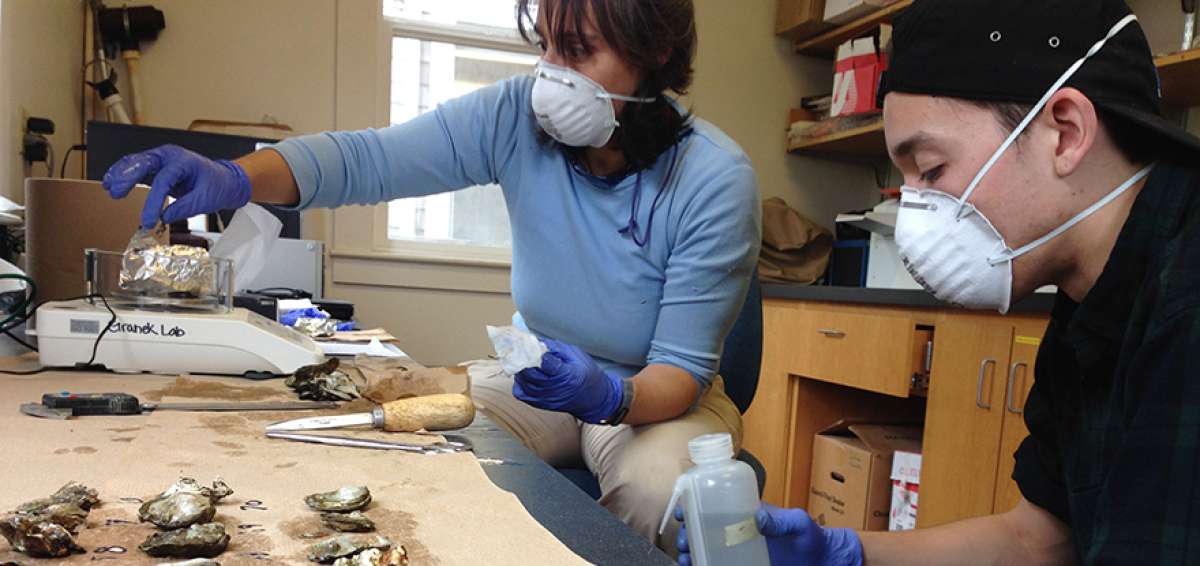 De los aproximadamente 300 mariscos analizados en el estudio de la universidad, todos, menos dos conten&iacute;an al menos varios micropl&aacute;sticos.