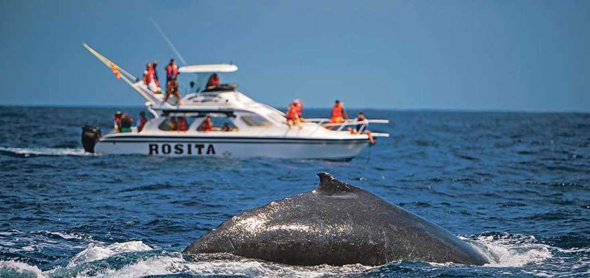 La visita de las ballenas a las costas del Ecuador dura 4 meses