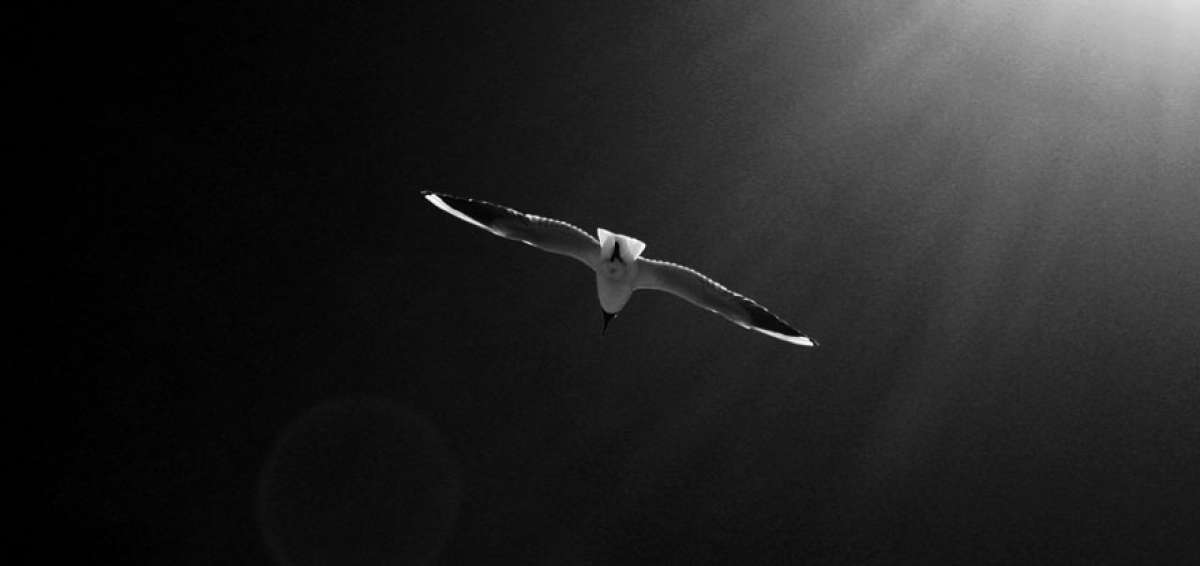 Poes&iacute;a como susurro que atraviesa cielos ajenos