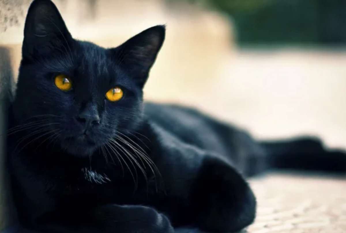 En una comunidad de España, prohibieron adoptar gatos negros para prevenir prácticas supersticiosas y proteger a los felinos durante las celebraciones de Halloween.