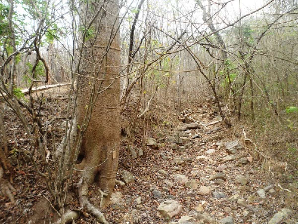 Los &aacute;rboles de petrino son parte de la Reserva Ecol&oacute;gica Arenillas. Foto: Fabricio Cruz