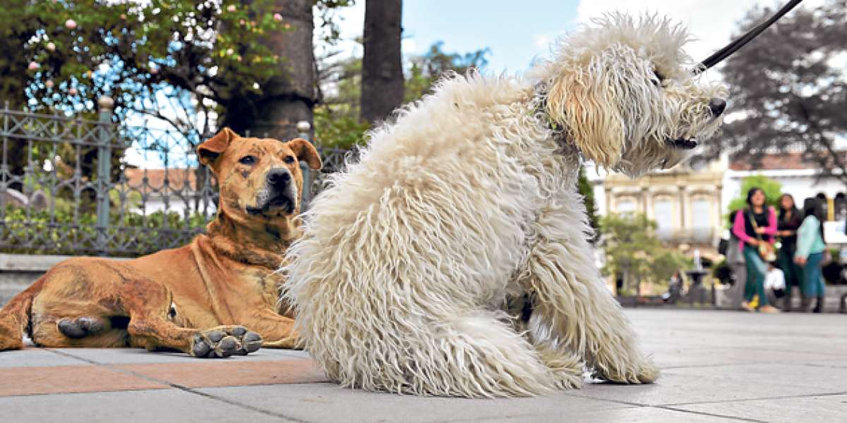 El Consejo de Salud promueve la esterilizaci&oacute;n de animales callejeros para evitar su reproducci&oacute;n. Foto: Fernando Machado/ El Tel&eacute;grafo