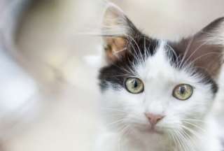 Desde hambre hasta dolor o afecto, cada maullido de un gato tiene un significado. 