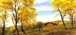 'Bosques de Paz', un esfuerzo conjunto de la Reserva de Biosfera entre Ecuador y Per&uacute;
