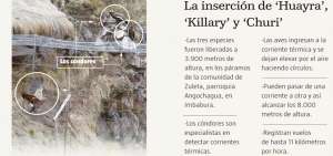 'Killary' fue el primer c&oacute;ndor que vol&oacute; libre