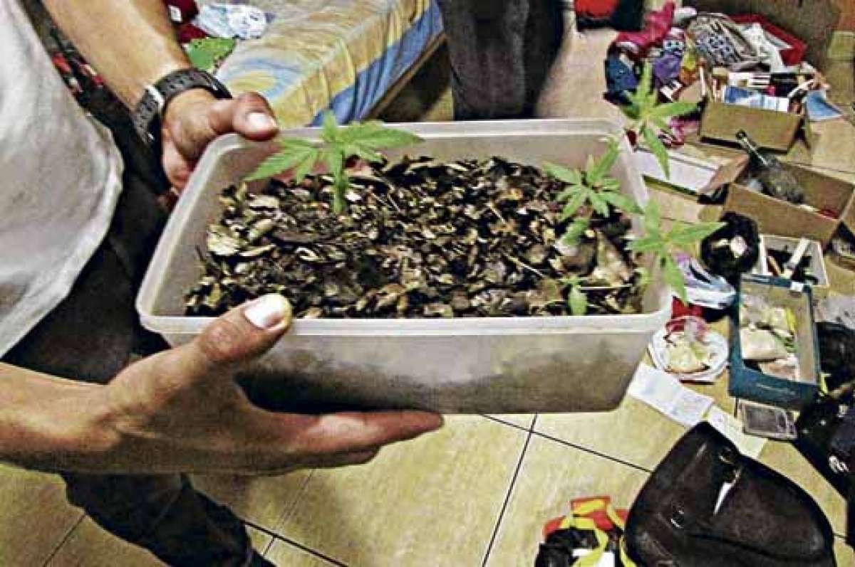 En allanamientos realizados a viviendas, miembros de la Polic&iacute;a Nacional encontraron plantas de marihuana. Foto: Cortes&iacute;a