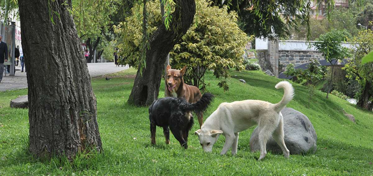 Los programas para cuidar y proteger a los canes no han sido tomados con plena responsabilidad por los due&ntilde;os de las mascotas en el cant&oacute;n Loja.