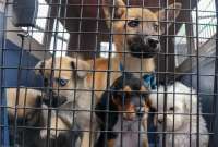 10 cachorros fueron rescatados de comerciantes que los vendían en las calles de El Quinche. 