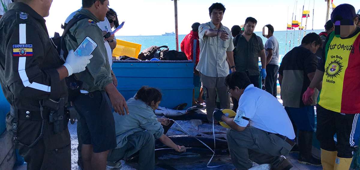 El 14 de este mes fue detenida la embarcaci&oacute;n Don Gerard V, en la isla Genovesa, con 30 tiburones de especies amenazadas, como rab&oacute;n, azul y silky.