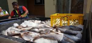 El pescado fue decomisado por funcionarios de la Subsecretar&iacute;a de Pesca. 