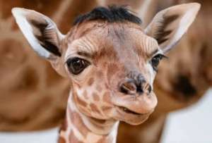 El hombre logr&oacute; pasar desapercibido entre las jirafas durante varios minutos.