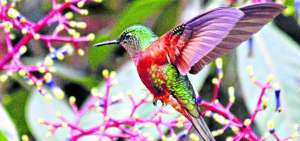 Los coloridos y fascinantes colibr&iacute;es son las aves m&aacute;s fotografiadas en la ecorruta. El majestuoso vuelo del c&oacute;ndor tambi&eacute;n se roba la admiraci&oacute;n de los turistas.