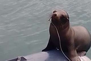 El lobo marino tenía incrustado un anzuelo en su hocico. Ocurrió en Galápagos. 