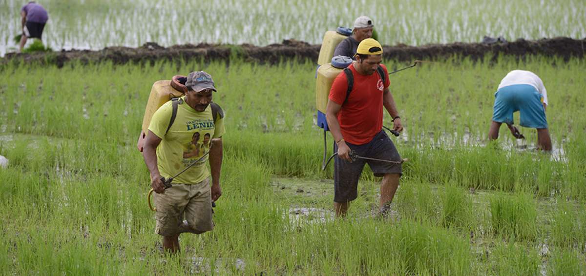 El precio de los insumos representa aproximadamente el 30% del costo de producci&oacute;n de cultivos de arroz, ma&iacute;z, hortalizas, entre otros.