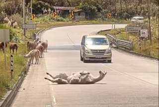  Un video en el Parque Nacional Cajas de Cuenca muestra a una llama en plena vía. El animal se ve relajado y disfrutando del paisaje.