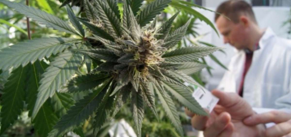 La iniciativa permite importar el aceite de cannabis para los pacientes con indicaci&oacute;n m&eacute;dica, pero no contempla el autocultivo.