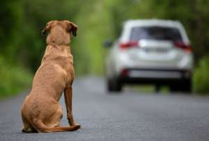 ¿Cómo hizo Países Bajos para ser el primer país sin perros callejeros?