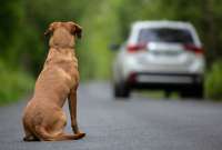 ¿Cómo hizo Países Bajos para ser el primer país sin perros callejeros?