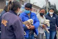 En Quito está prohibida la venta de animales de compañía en la vía pública