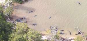 M&aacute;s de 80 delfines mueren en las costas de Florida