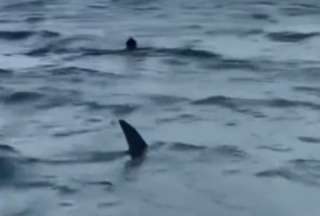 Estas personas estaban nadando tranquilos cuando un tiburón apareció y les cambió los planes.