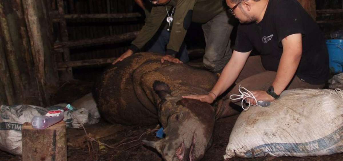El rinoceronte de Borneo dio esperanzas a los conservacionistas, pues hac&iacute;a 40 a&ntilde;os no se divisaba uno. Luego de 2 semanas la hembra muri&oacute;.