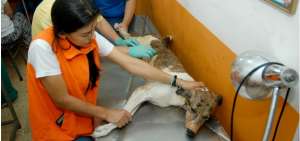 Ni&ntilde;o Flaco, como bautizaron al perrito, fue rescatado inicialmente por una voluntaria independiente. Ya est&aacute; en la veterinaria.