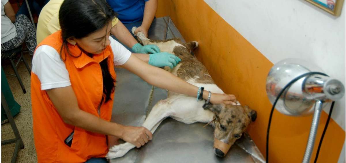 Ni&ntilde;o Flaco, como bautizaron al perrito, fue rescatado inicialmente por una voluntaria independiente. Ya est&aacute; en la veterinaria.