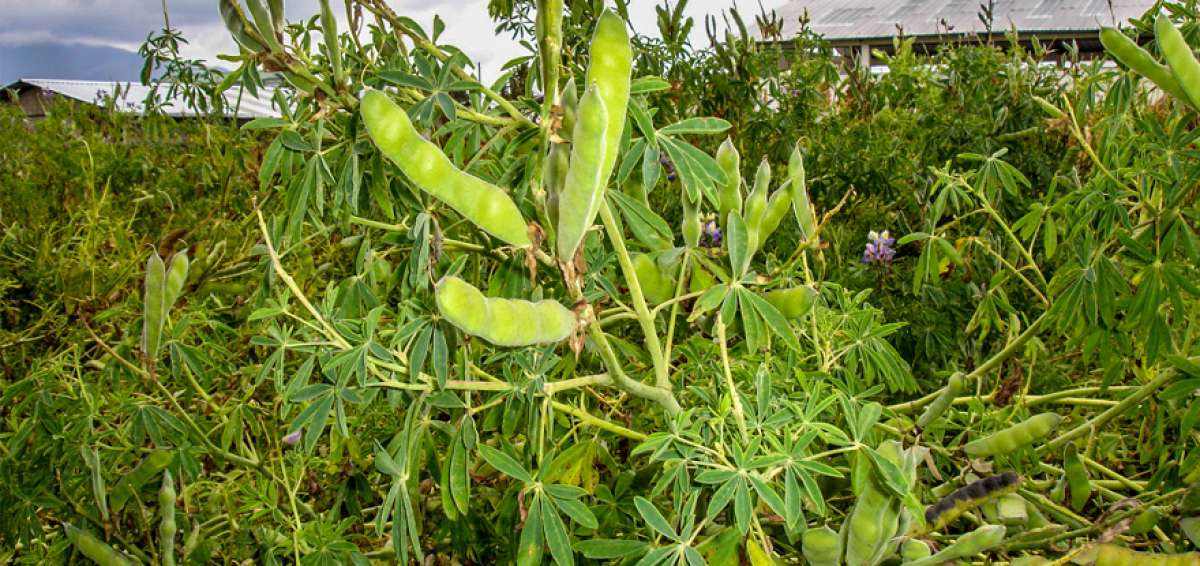 Mediante la investigaci&oacute;n, el Iniap logr&oacute; producir semillas de chocho que rinden 1.500 kilos por hect&aacute;rea.