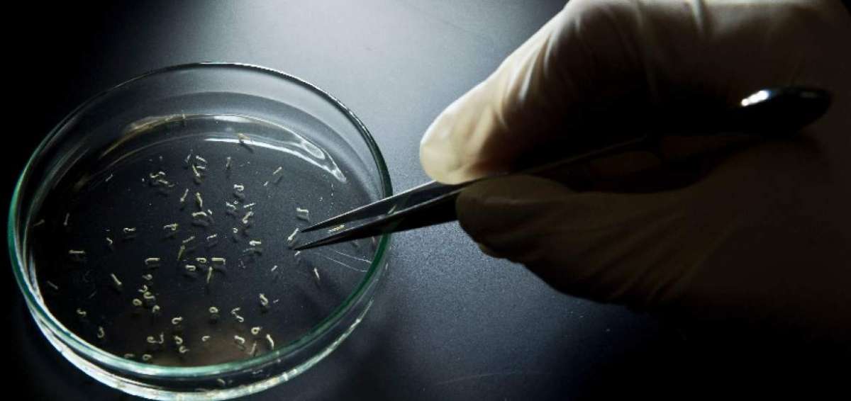 El proyecto de investigaci&oacute;n realizado en Tetiaroa bloquear&aacute; el desarrollo embrionario de las hembras para que sus huevos no eclosionen.